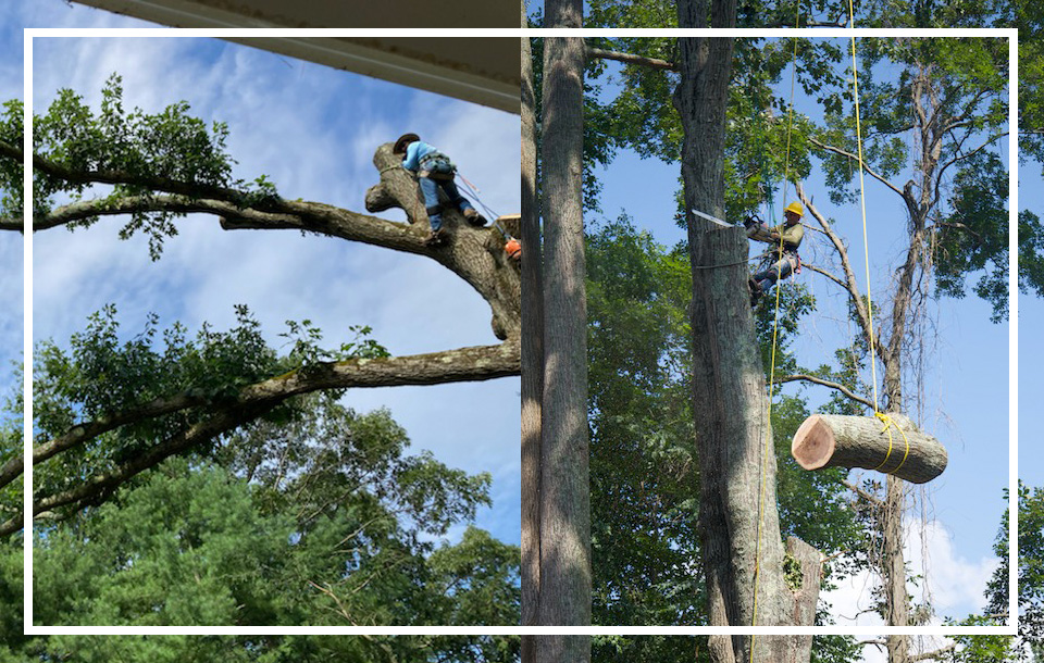 Tree Removal Services