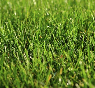 Landscaping Services