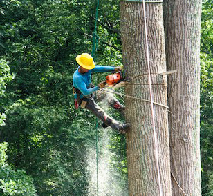 Tree Removal Services