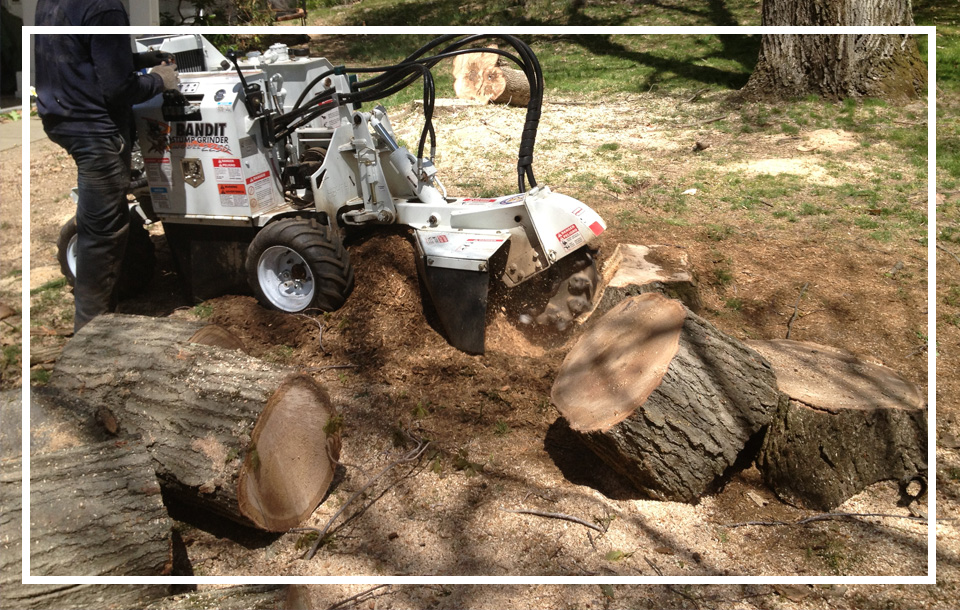 Stump Grinding Services