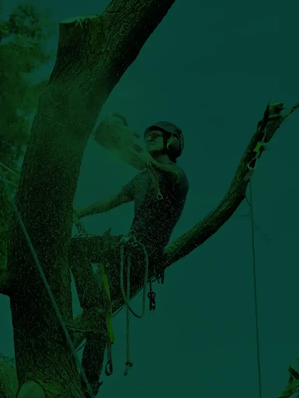 Tree Removal Services