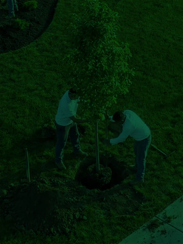 Stump Grinding Services