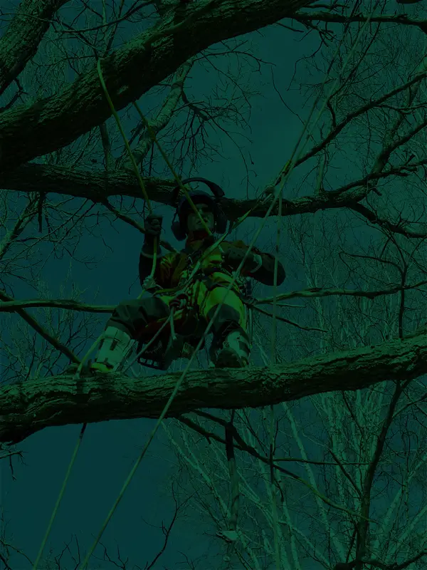 Stump Grinding Services