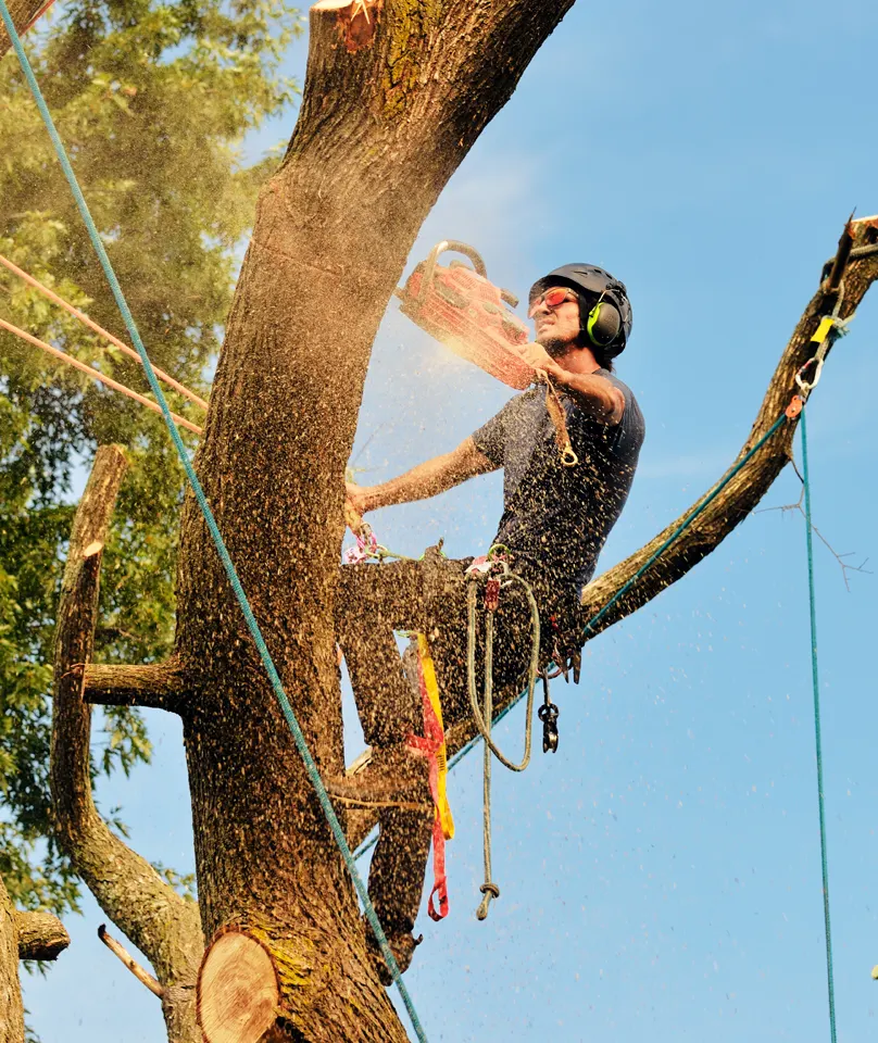 Tree Removal Services