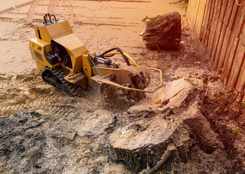 Stump grinder clearing multiple cut stumps from a property