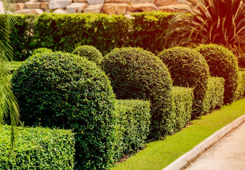 Professionally trimmed shrubs and maintained landscaping at a Fairfield County property