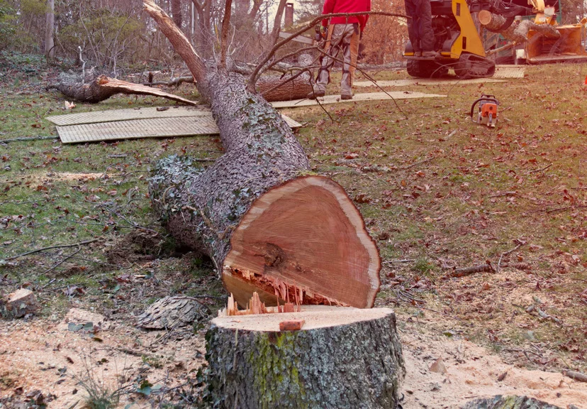 Tree Removal Services