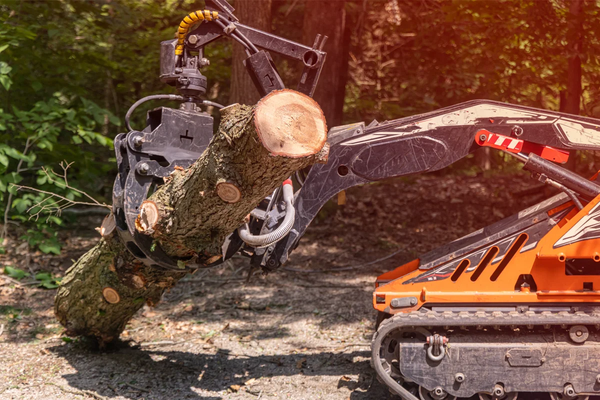 Tree Removal Services